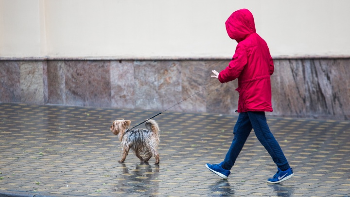 Маленькие, грязные, редкие. Хозяйка собаки — о площадках для питомцев в Ростове
