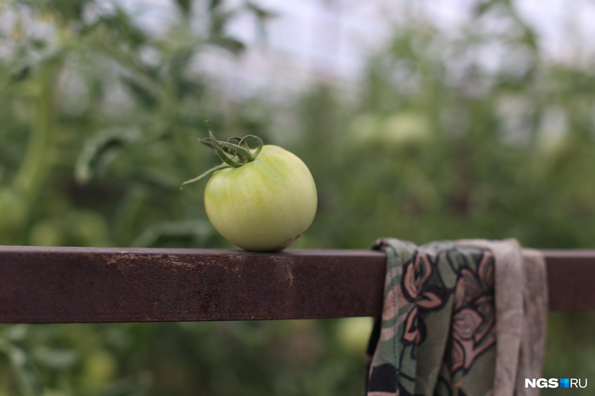 В саду ведут семеноводство лучших сортов томатов — еще советской эпохи
