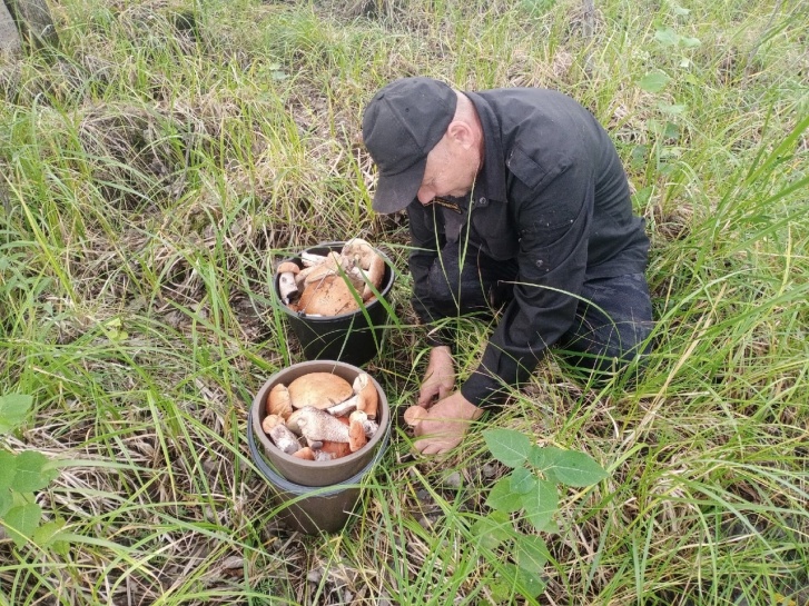 Несмотря на сырую погоду, грибники охотно отправляются в леса на сбор «урожая»