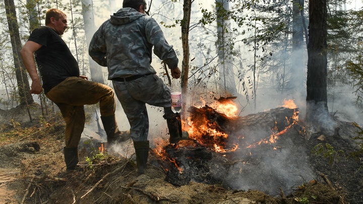Штрафы для поджигателей леса вырастут в 10 раз