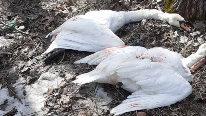 Браконьеров, которые подстрелили краснокнижных лебедей в Самарской области, накажут по закону