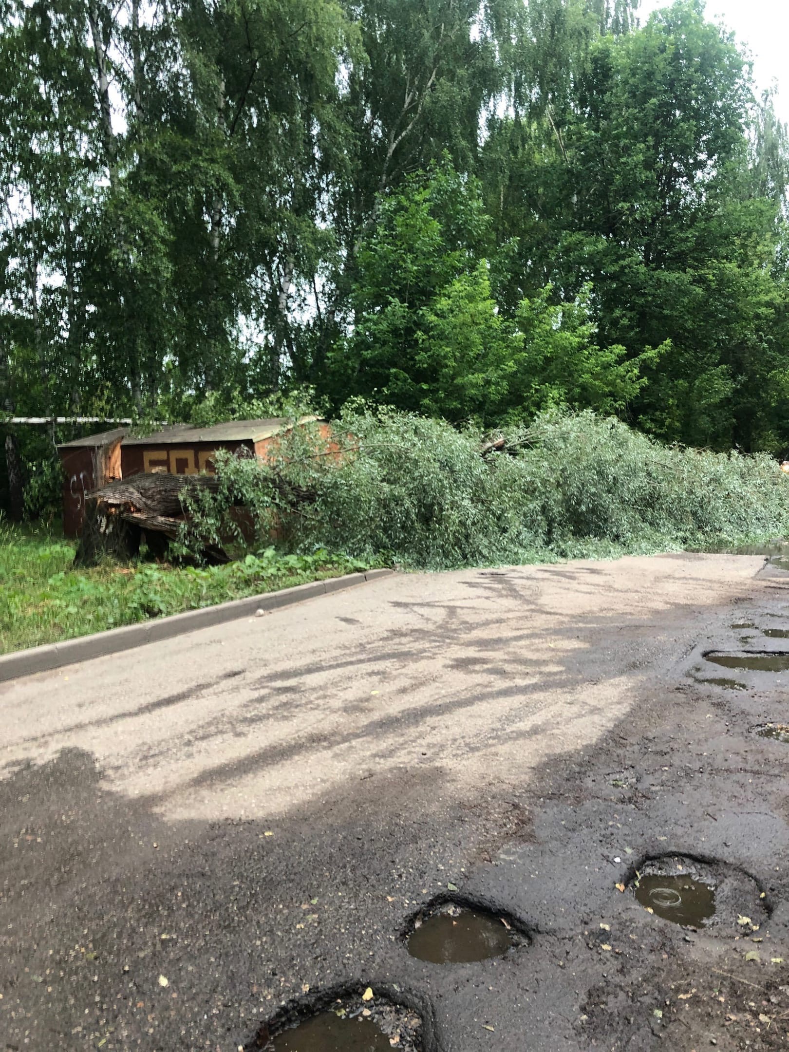 В Ярославле падают деревья 