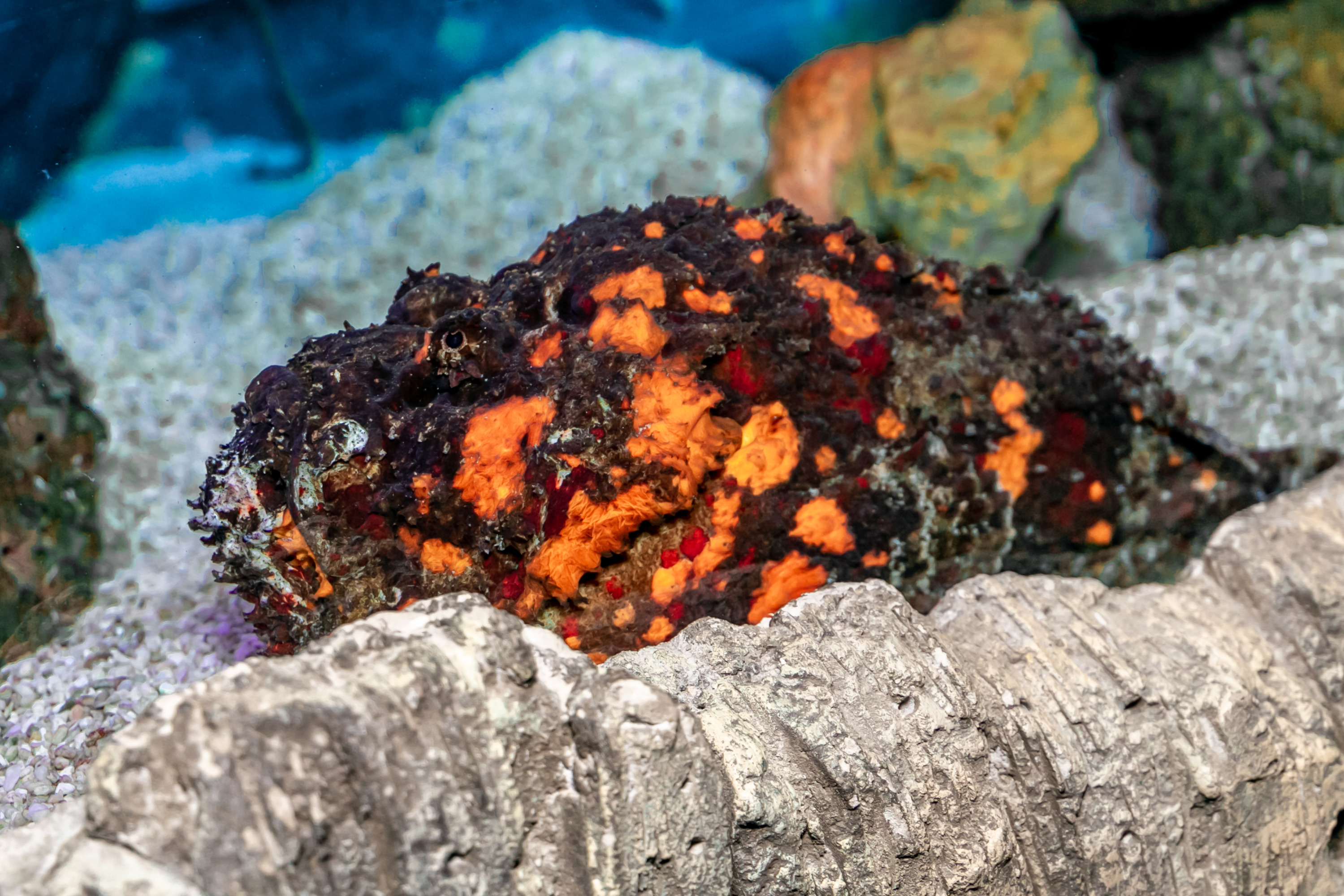 В екатеринбургский океанариум привезли самую ядовитую рыбу в мире