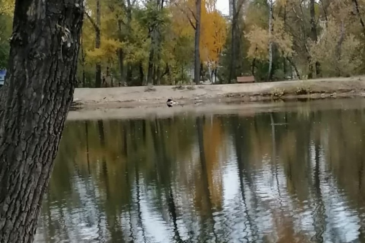 Труп в Харитоновском парке нашли рано утром Труп в Харитоновском парке нашли рано утром