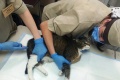В Челябинске кошек и собак начали вакцинировать от коронавируса. Зачем это надо?