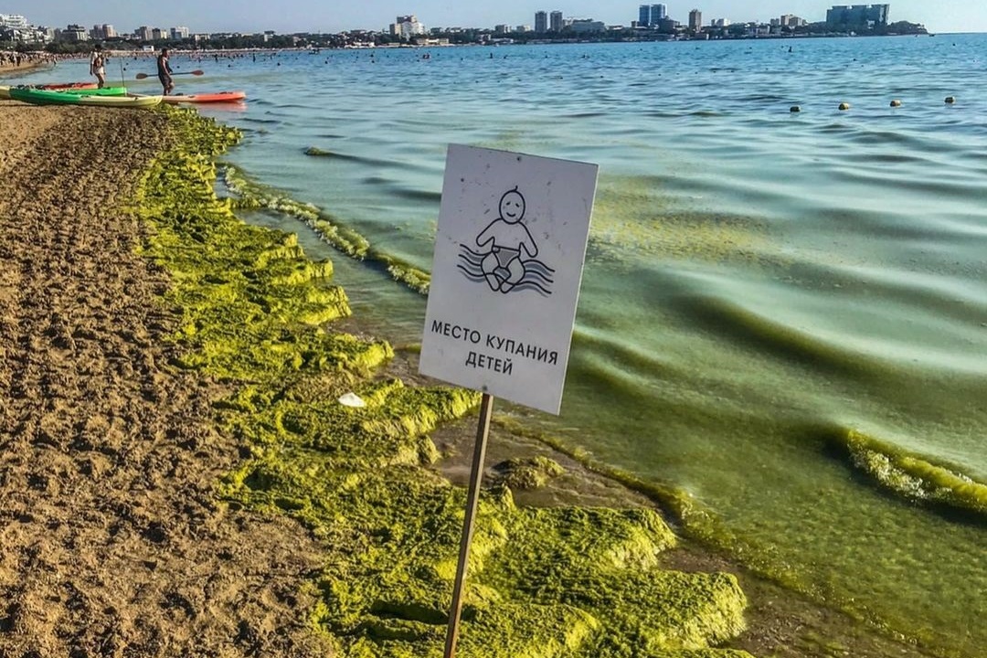 Море в анапе в августе цветет