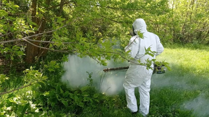 В Волгограде начался сезон комаров и мошки
