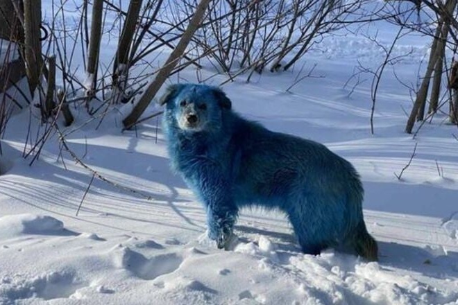 Возможной причиной синего окраса у собаки мог стать медный купорос