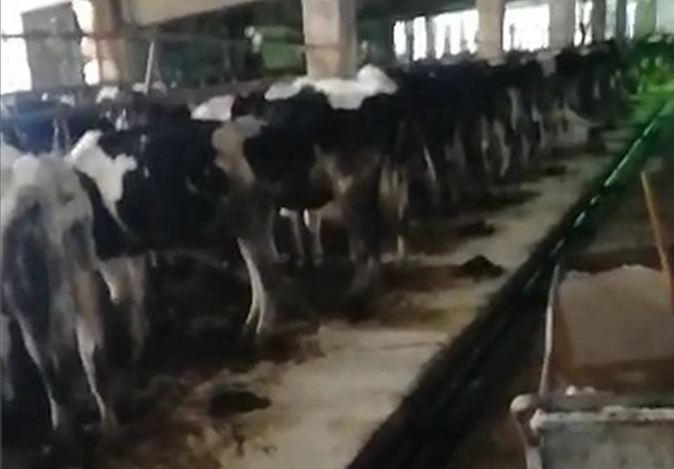 «Коров начали увозить!» Власти рассказали о судьбе фермы в Лесном, где жестоко обращались с животными