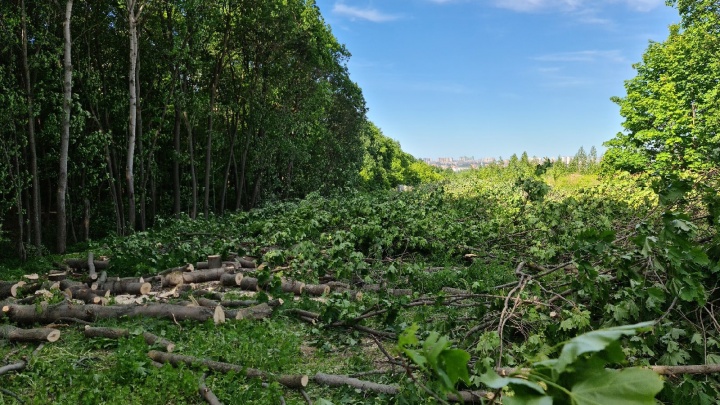 Началась вырубка деревьев части Щелоковского хутора. Там планируется построить еще один жилой комплекс