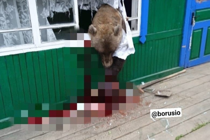 Медведя ликвидировали в то же утро Медведя ликвидировали в то же утро