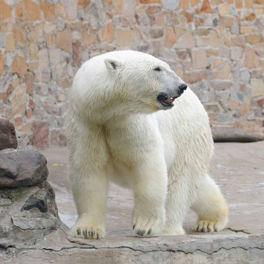 Наследие Услады. Жизнь старейшего в мире белого медведя из Ленинградского зоопарка — в цифрах