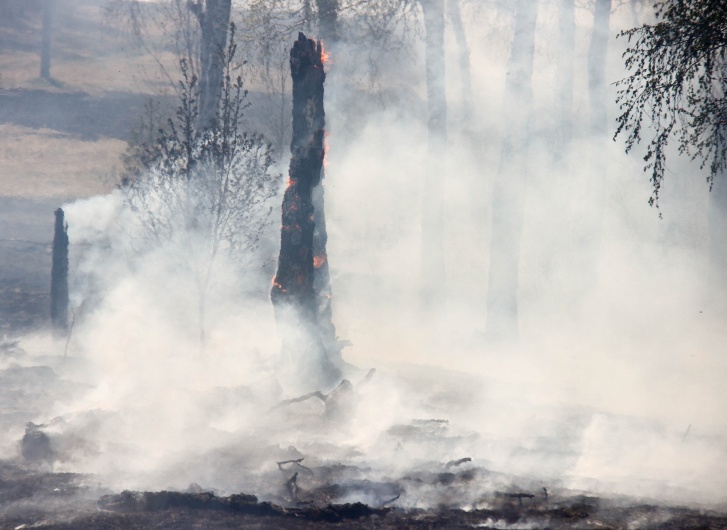 От дерева остался уголек От дерева остался уголек 