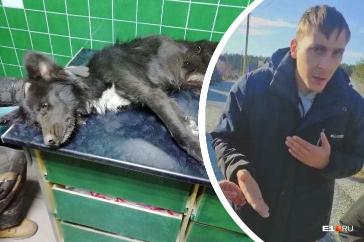 Восемь человек приехали разбираться с зоозащитницей, которая забрала умирающую собаку в Березовском Восемь человек приехали разбираться с зоозащитницей, которая забрала умирающую собаку в Березовском