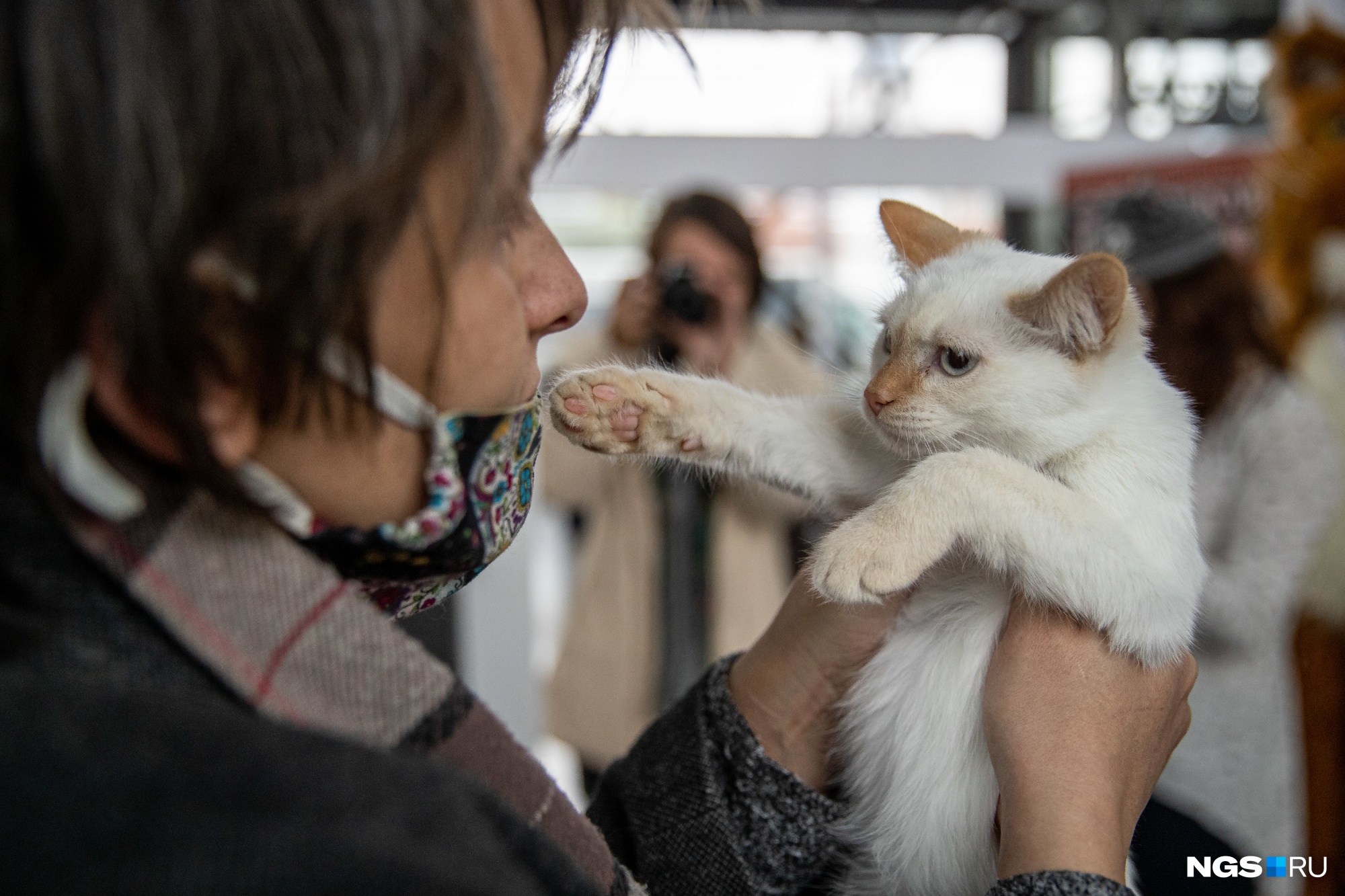 В Новосибирске прошла выставка-раздача бездомных животных — 10 фото котиков, которые ищут свою семью
