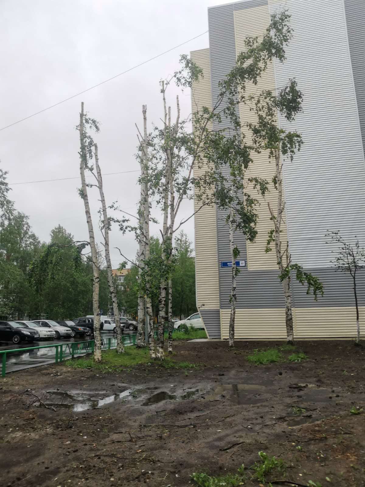 Так выглядят теперь деревья у дома на Ленина, 65 Так выглядят теперь деревья у дома на Ленина, 65