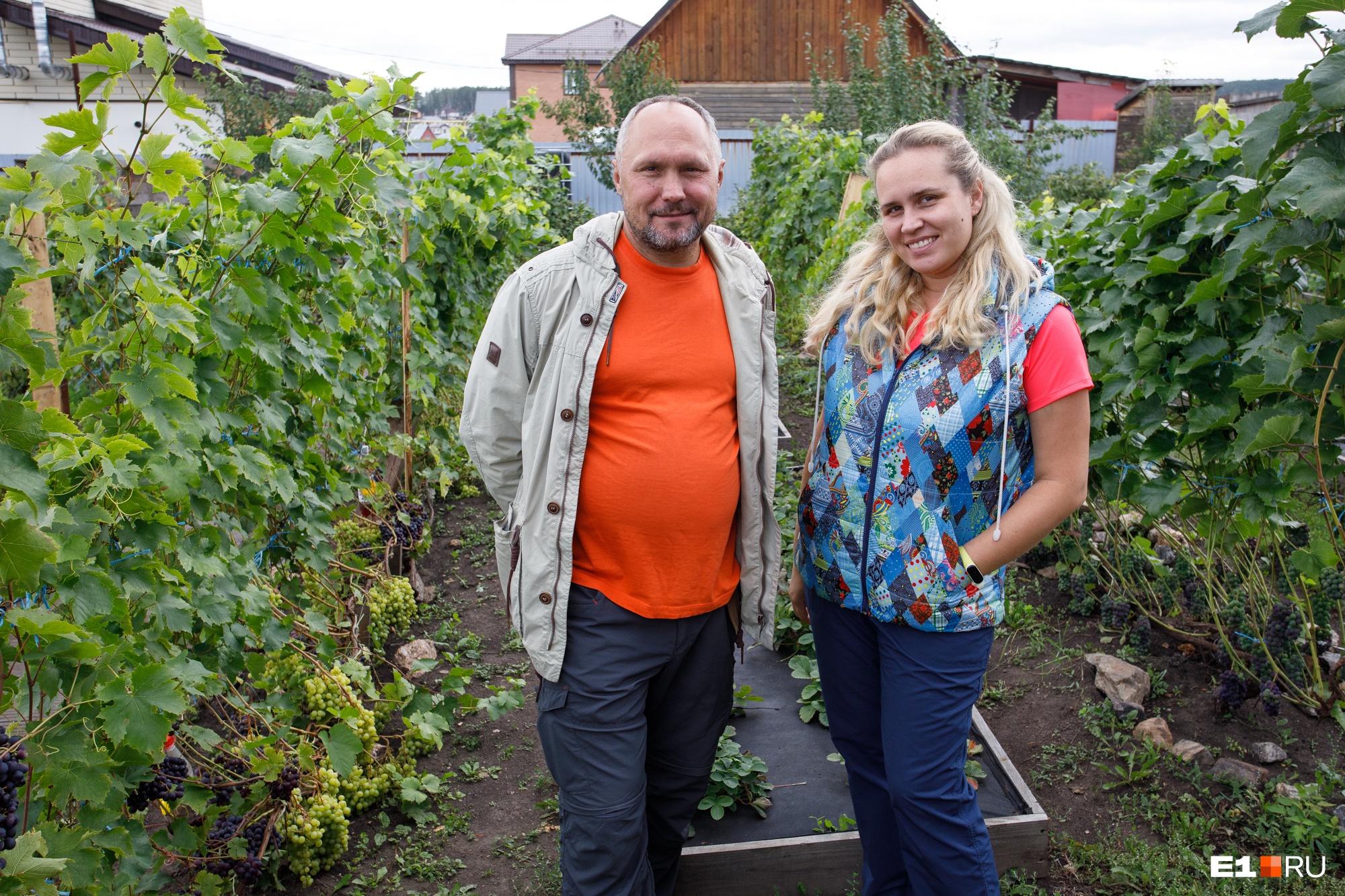 Бизнес на лозе: семья из Казахстана выращивает виноград под Сысертью