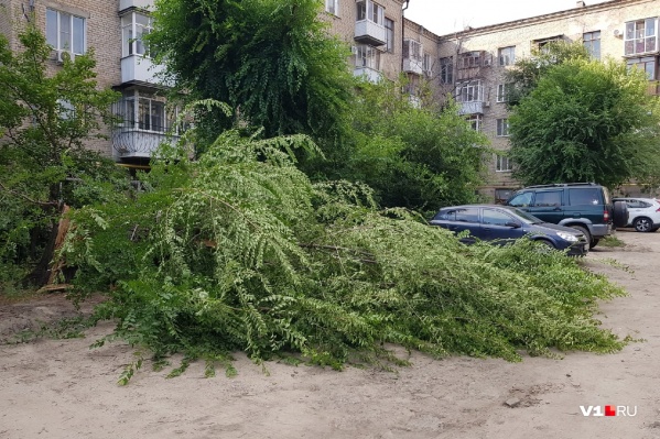Дерево не выдержало легкого дуновения ветерка Дерево не выдержало легкого дуновения ветерка