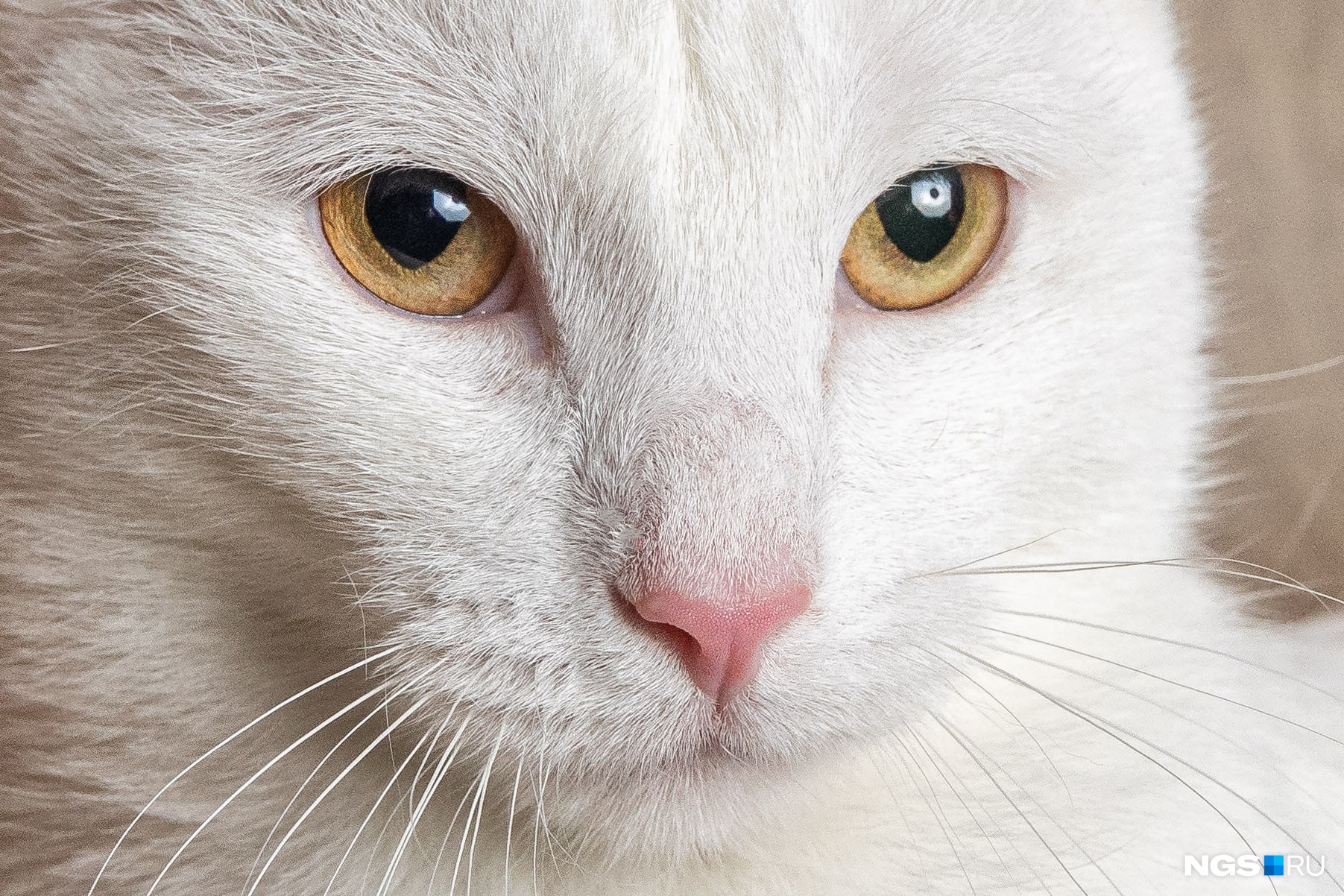 Бледный цвет глаз у кота