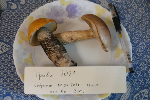 Это точно не фейк — два гриба найдены на Шарташе 10 июня