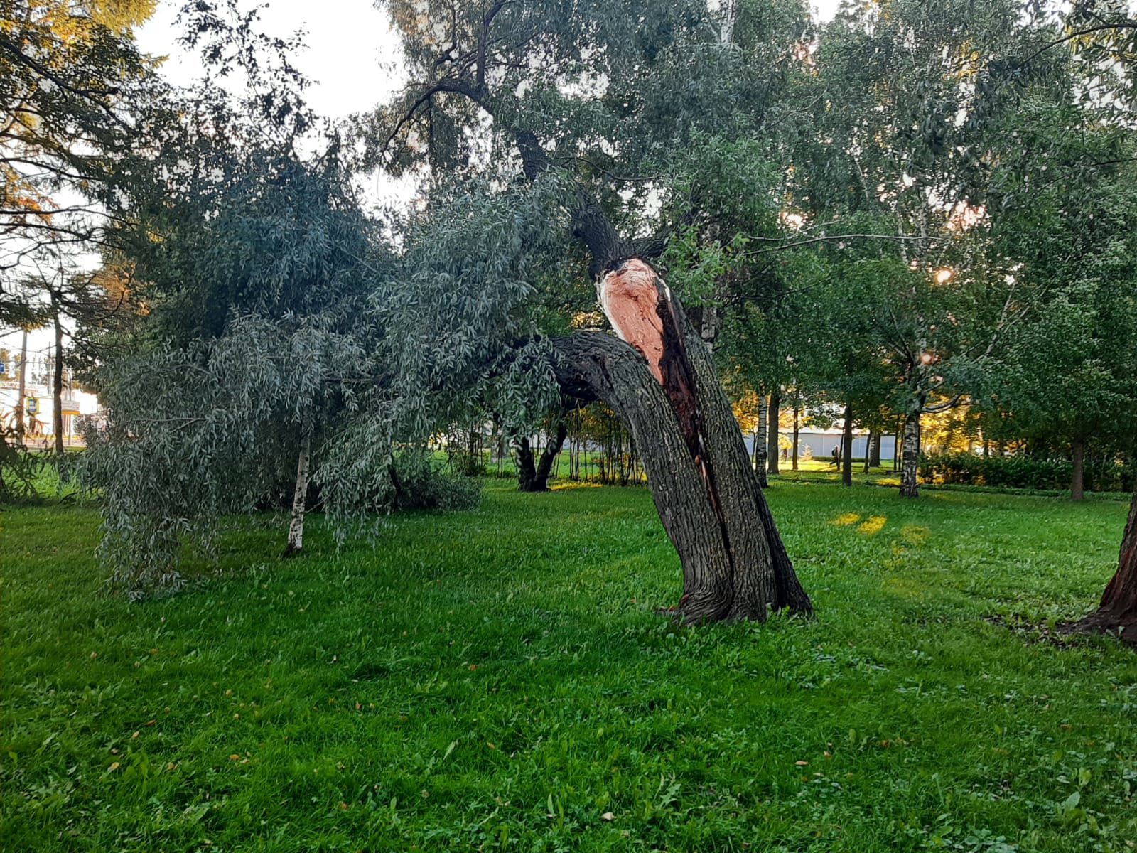 В Петербурге насчитали уже пять поваленных ураганным ветром деревьев. Но их точно будет больше