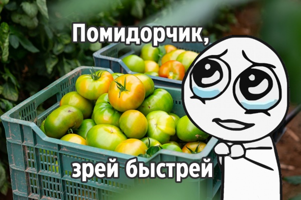 как покраснеть помидоры в домашних условиях. Смотреть фото как покраснеть помидоры в домашних условиях. Смотреть картинку как покраснеть помидоры в домашних условиях. Картинка про как покраснеть помидоры в домашних условиях. Фото как покраснеть помидоры в домашних условиях