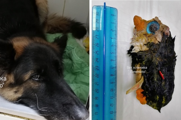 Вот такой «клад» нашли в собаке хирурги Вот такой «клад» нашли в собаке хирурги