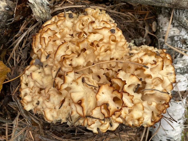 Спарассис курчавый нашли в Бузулукском бору. Это редкий вид грибов даже занесен в Красную книгу