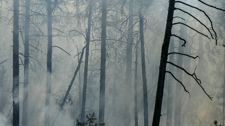 В Свердловской области начались первые в этом году лесные пожары