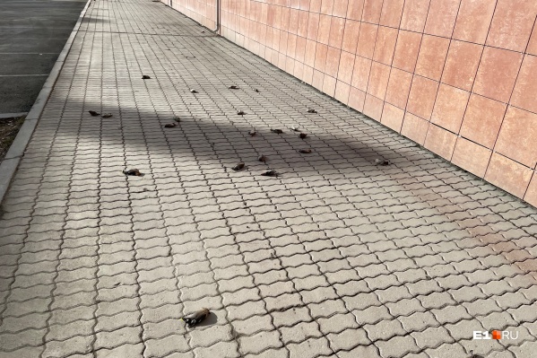 Птицы лежат на тротуаре на улице Белинского Птицы лежат на тротуаре на улице Белинского