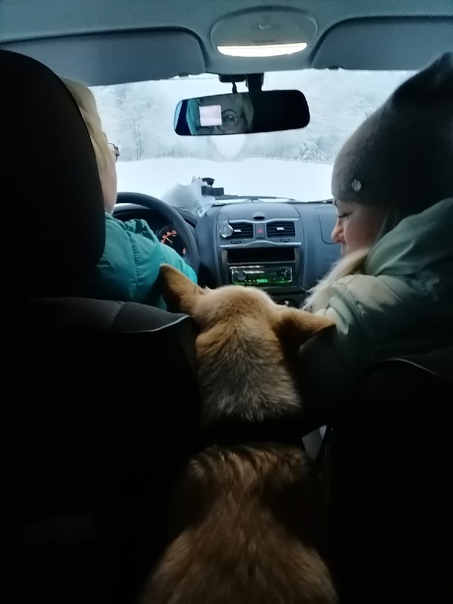 Сегодня волонтерам удалось вывезти еще трех собак Сегодня волонтерам удалось вывезти еще трех собак