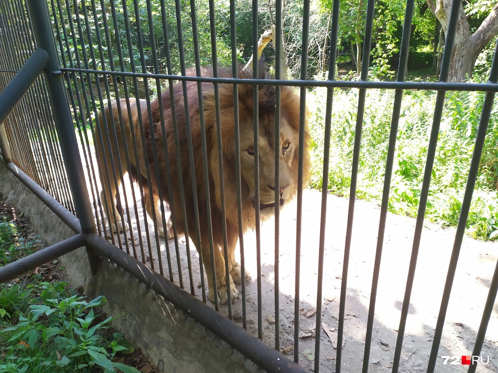 Можно посетить Приморский сафари-парк — именно здесь подружились тигр Амур и козел Тимур