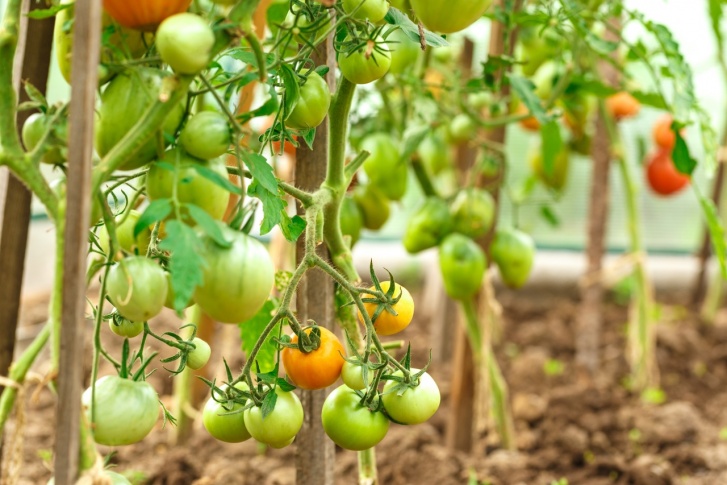 Пасынки томатов в теплице нужно регулярно обламывать, иначе урожая вы не дождетесь