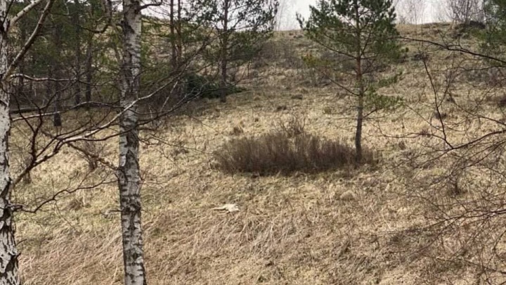 Житель Ужурского района наткнулся на десятки мертвых косуль во время прогулки по лесу