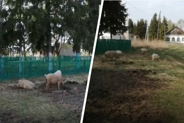 Мужчину возмутило, что свиньи роют землю Мужчину возмутило, что свиньи роют землю