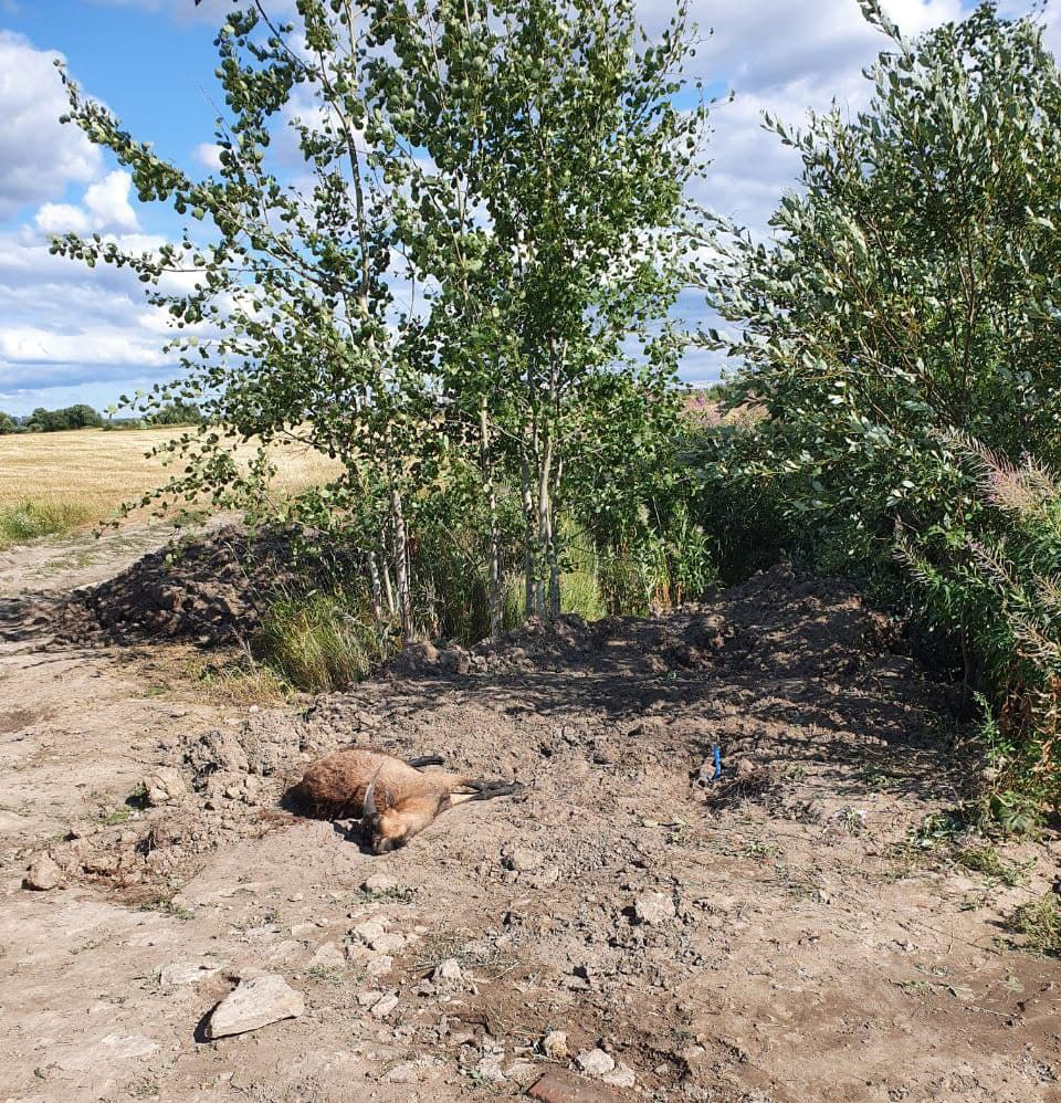 «Это послание нам?» На месте свалки бараньих потрохов в Большой Каменке оставили мёртвого козла