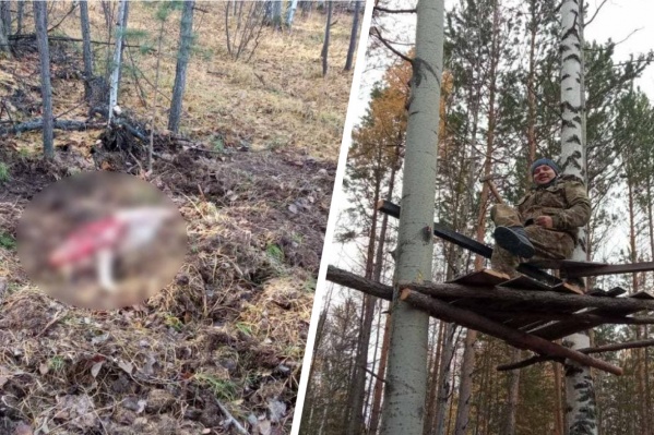 Сотрудник полиции в засаде застрелил медведя Сотрудник полиции в засаде застрелил медведя