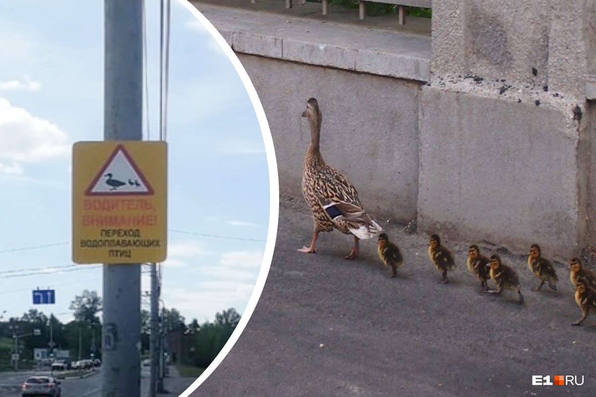 «Внимание! Утки!» В уральском городе установили необычные дорожные знаки, чтобы спасти птиц
