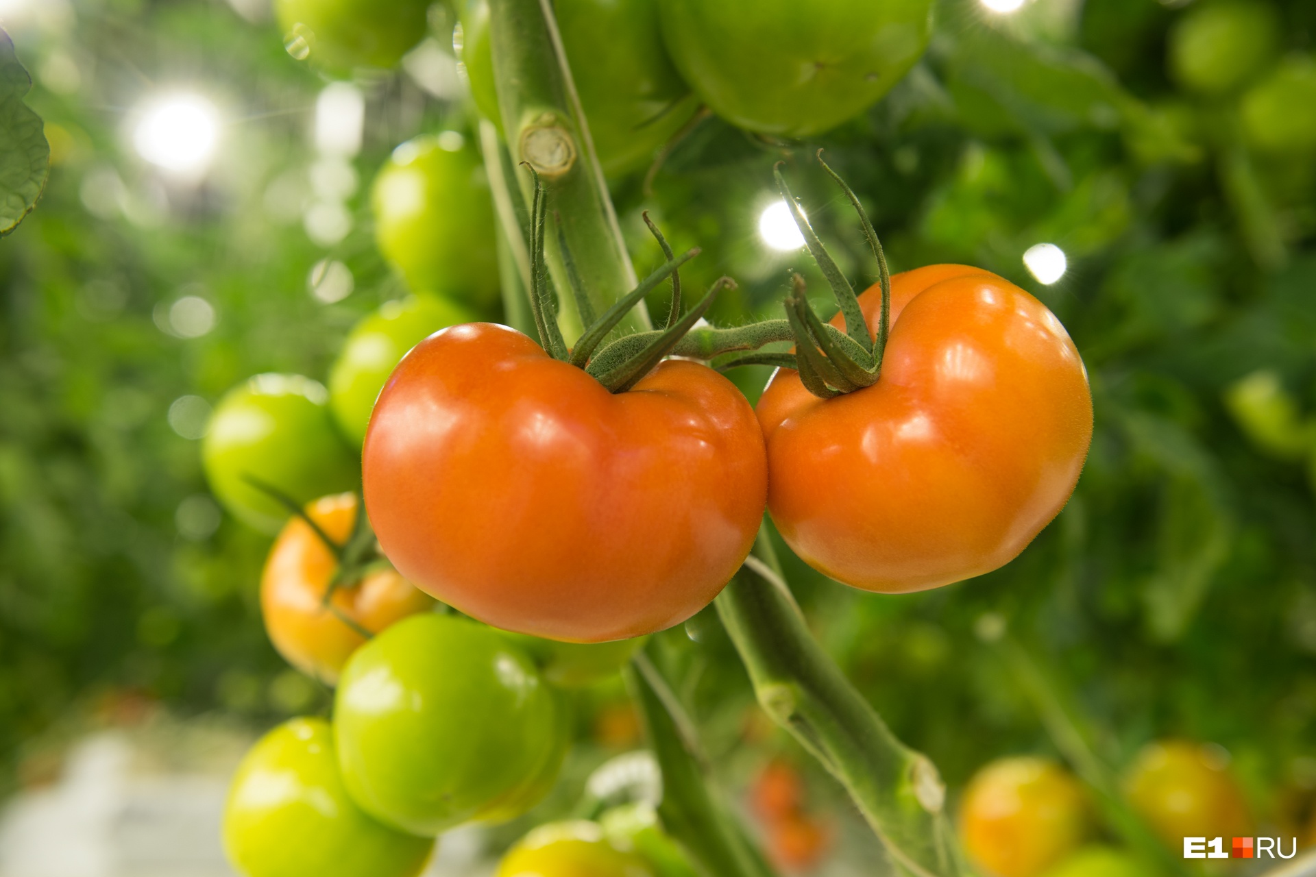 Спасите наши помидоры! Как жара скажется на урожае и как защитить посадки от зноя