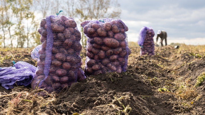Почему цена на картошку в России зависит от евро и доллара, какие сорта сажать, и когда копать — ликбез от ученого