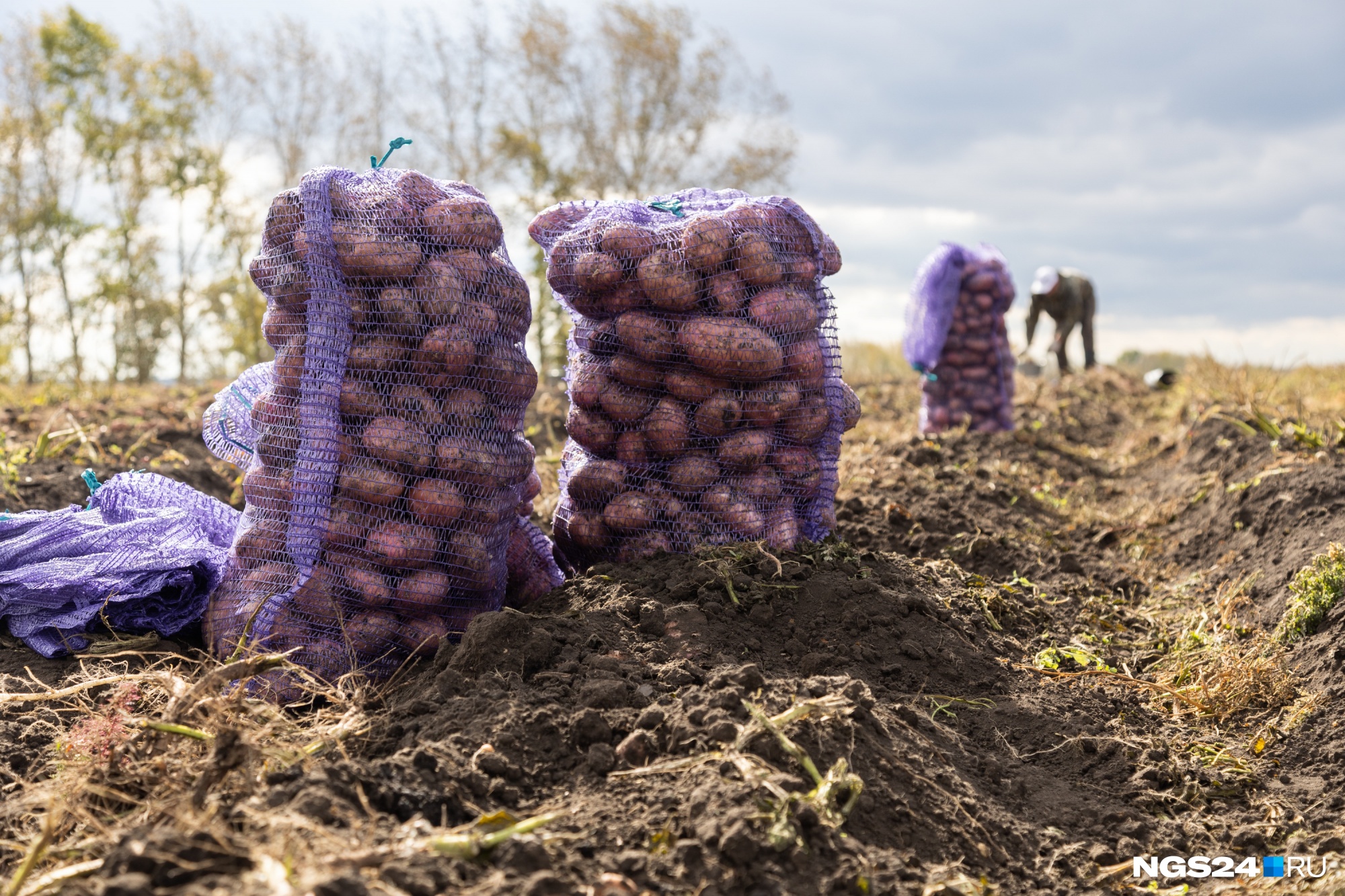 Почему цена на картошку в России зависит от евро и доллара, какие сорта сажать и когда копать — ликбез от ученого