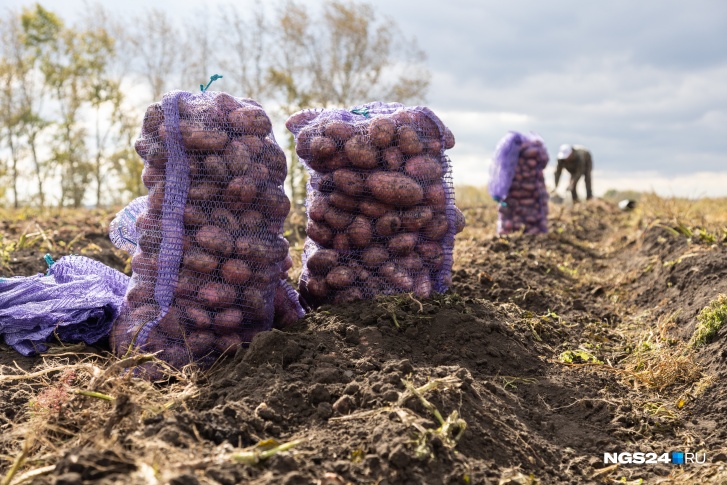 В Сибири с уборкой картошки уже закончили, опасаясь морозов