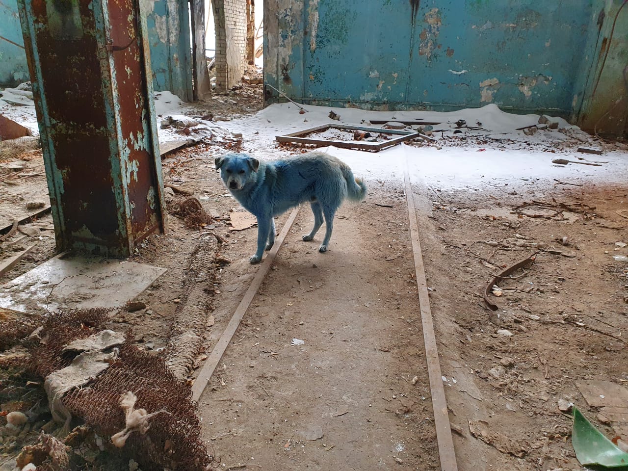 Почему собака синяя. Синие собаки в Дзержинске. Синие собаки из Дзержинска. Голубые собаки в Дзержинске. Синие собаки в Дзержинске Нижегородской области.
