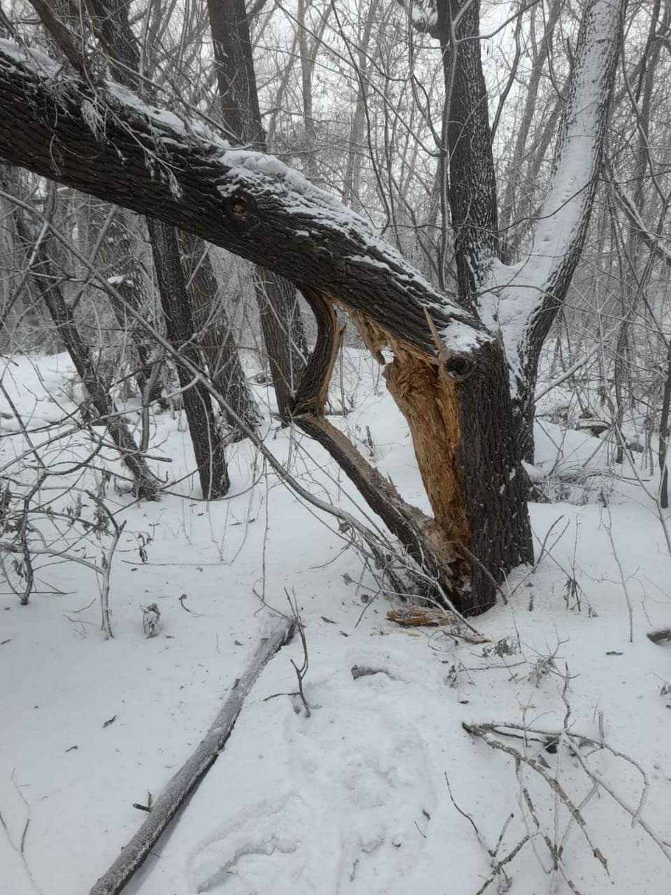 Дерево рухнуло на провода на улице Хлебозаводской Дерево рухнуло на провода на улице Хлебозаводской
