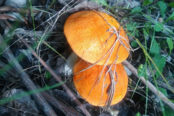 Красноголовик — самый популярный гриб недели