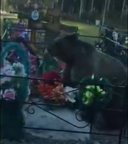 Власти: видео с медведем на кладбище снято не в Кузбассе