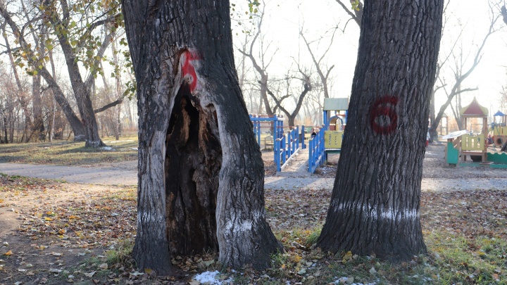 Посетителей Татышева просят обходить подальше опасные деревья, помеченные красными цифрами