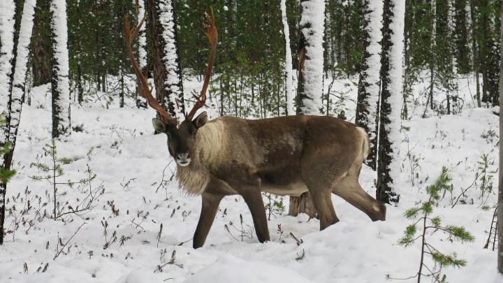 «Скоро останется только в сказках»: в европейской части России сокращается численность дикого северного оленя