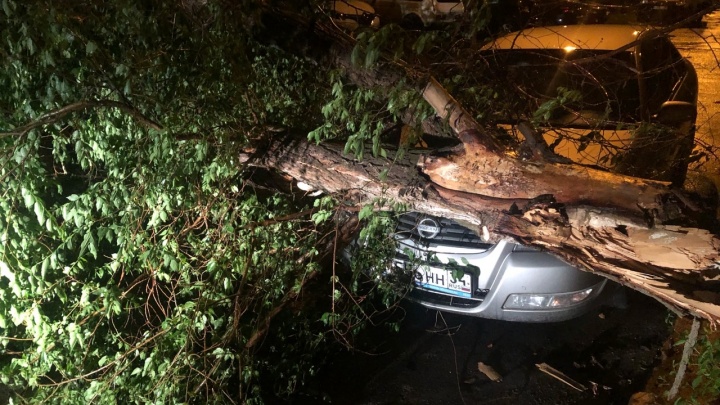 В Волгограде ураганный ветер обрушил дерево на иномарку