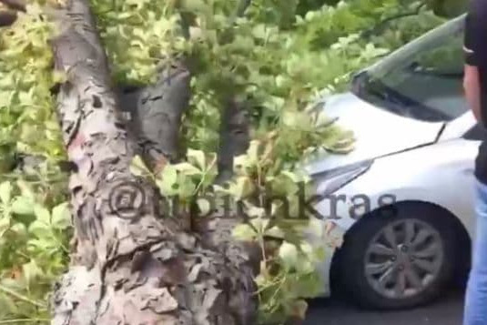 На улице Красной в Краснодаре дерево рухнуло на машину и остановило движение
